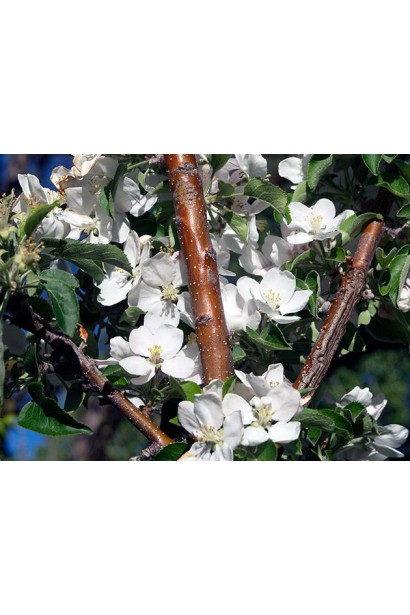 Malus columnar ‘Legenda’